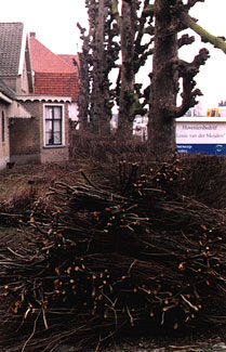 snoeihout in februari 2001